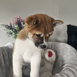 Shiba Inu Puppies from Shiba Shenanigans