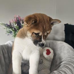 Shiba Inu Puppies from Shiba Shenanigans