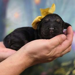 Ember - Black female Goldendoodle puppy in Springfield, Oregon from Oregon's Oodles of poodles & doodles