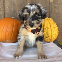 Sooner - Blue merle male Aussiedoodle puppy in Eastland, Texas from H5 Mini Doodles