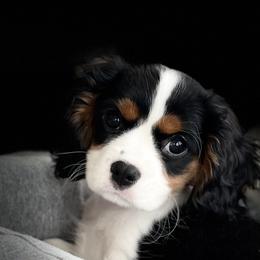 Cavalier King Charles Spaniel Puppies from Cavaliers of House Northup