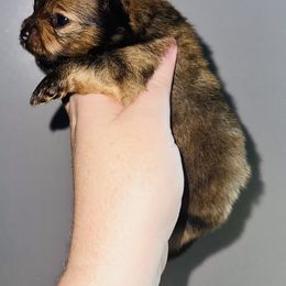 Chopper - Orange sable male Pomeranian puppy in Waterloo, Indiana from Garcias Pomeranian