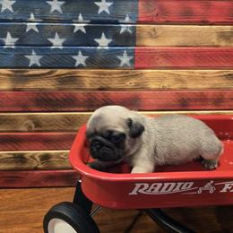 Boy 2 - Fawn male Pug puppy in Auburn, Kentucky from Prentice Family Pugs