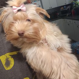 Calliope - Yorkshire Terrier