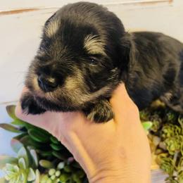 Black and silver - Black and silver male Miniature Schnauzer puppy in Malvern, Arkansas from Deep South Miniature Schnauzers