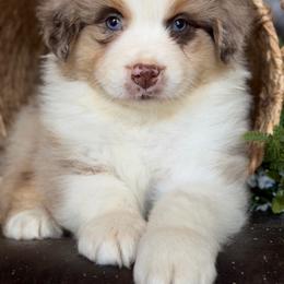 Topper-has tail-many videos - Red merle male Australian Shepherd puppy in Troy, South Carolina from Australian Shepherds of 3/W Farms