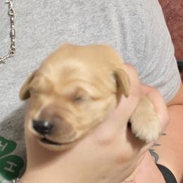 Alabama - Golden female Golden Retriever puppy in Princeton, Minnesota from Bewitched Goldens