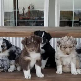 Australian Shepherds from Waterworth Australian Shepherds