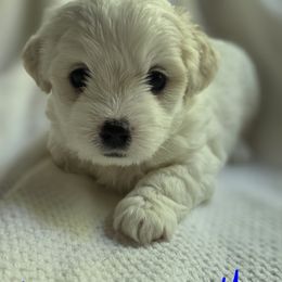 Maltipoo Puppies from Missy's Little Garden