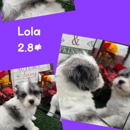 Lola - Merle female Maltipoo puppy in Wayland, New York from Loris Pampered Pooches💕