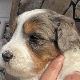 David - Bernedoodle puppy in Washougal, Washington from Sandy Creek Bernedoodles