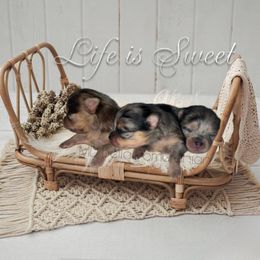 Pomeranian Puppies from MD Bella Pomeranian