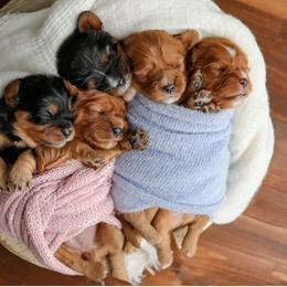 Cavalier King Charles Spaniel Puppies from Sweet Southern Cavaliers