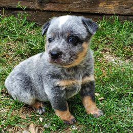 Australian Cattle Dog and Pembroke Welsh Corgi Puppies from Leatherman Quarter Horses
