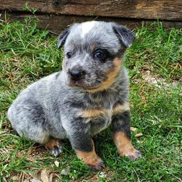 Australian Cattle Dog and Pembroke Welsh Corgi Puppies from Leatherman Quarter Horses