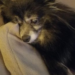 Pomeranian All Grown Up from Jacqueline's Pomeranians
