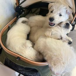Chloe - Wheaten female Scottish Terrier puppy in Chattanooga, Tennessee from Oodles of Cuties!
