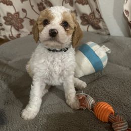 Cavapoo Puppies from The West Family