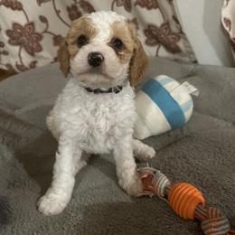 Cavapoo Puppies from The West Family