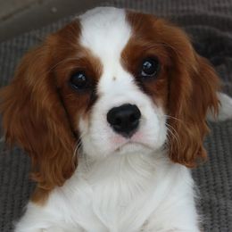 Bernedoodles, Cavalier King Charles Spaniels, and Cavapoos from Harper Haven Cavapoos & Doodles