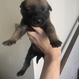 Belgian Malinois, Bull Terrier, and Dutch Shepherd Puppies from ROSC K9