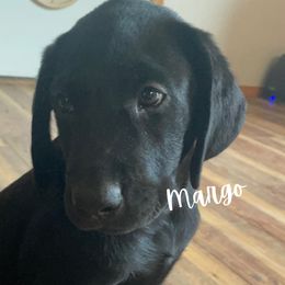 Margo - Labrador Retriever puppy from River Mountain Kennels