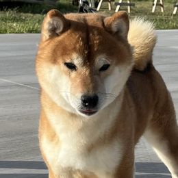 Baron - Shiba Inu
