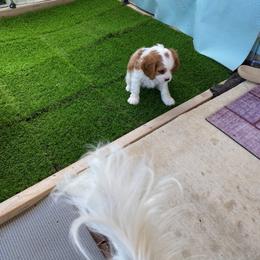 Cavalier King Charles Spaniel Puppies from Austin Cavaliers