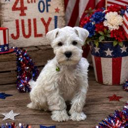 Big green - White male Miniature Schnauzer puppy in Sumner, Texas from 3M Kennels, LLC