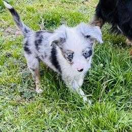 Cash - Blue merle male Toy Australian Shepherd puppy in Garvin, Oklahoma from Hochatown Awesome Aussies