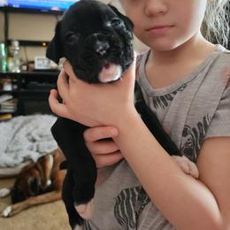 Boxer Puppies from Andrus Family Boxers