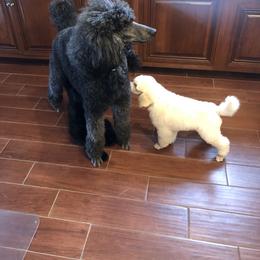 Poodle Puppies from D and D Standard Poodles