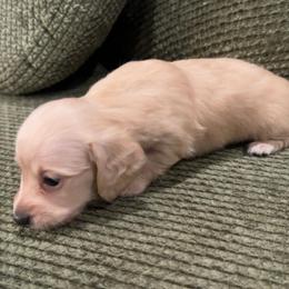 Rigatoni - Cream male Dachshund puppy in Perkins, Oklahoma from 4B Dachshunds