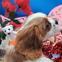 Crunchy - Blenheim male Cavalier King Charles Spaniel puppy in Longview, Texas from Casanova Cavalier King Charles Spaniels