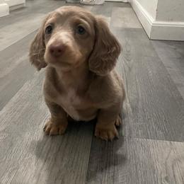 Genji - Dapple male Dachshund puppy in Moreno Valley, California from rdachshunds