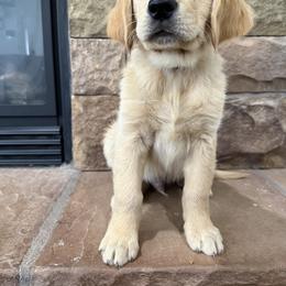 Golden Retriever Puppies from RuTess Goldens