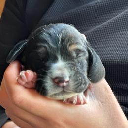 Male 2 - Black brown and white male Basset Hound puppy in Lindley, New York from Hill Top Basset Hounds & Cane Corso