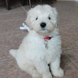 Bernedoodle, Goldendoodle, and Labradoodle Puppies from Apple Creek Doodles