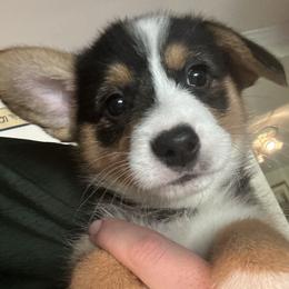 Blitzen - Black and tan female Pembroke Welsh Corgi puppy in Orangevale, California from Corgis of the Heart