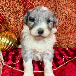 Molly - Blue merle female Aussiedoodle puppy in Marshall, Arkansas from Buffalo River Puppies