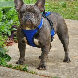French Bulldogs from World Premier Frenchies