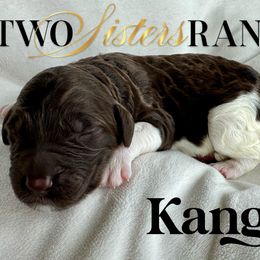 Kanga - female Newfypoo puppy in Jackson, Missouri from Two Sisters Ranch, LLC