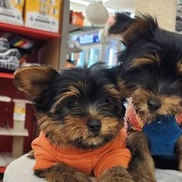 Yorkshire Terriers from E&A Pets LLC