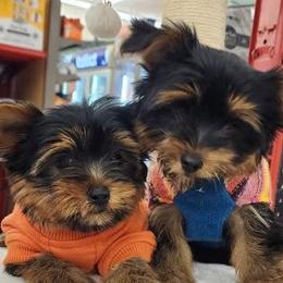 Yorkshire Terriers from E&A Pets LLC