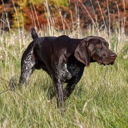 Prince - German Shorthaired Pointer