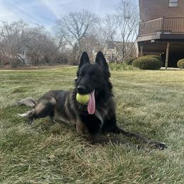 Belgian Malinois All Grown Up from Chaland