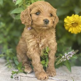 Red-Purple girl - Red and white female Cockapoo puppy in Rigby, Idaho from Elkington Family Farms LLC