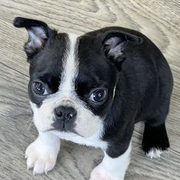 Bubbles - Black brindle and white female Boston Terrier puppy in Shell Knob, Missouri from Stoneridge Kennel