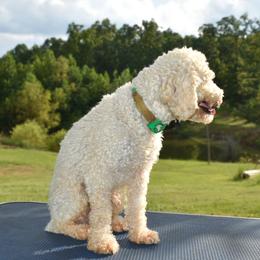 Eli - Poodle