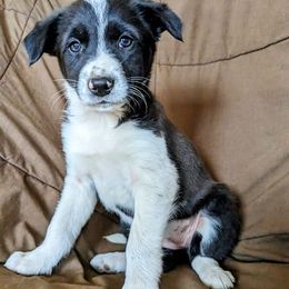Border Collies from Sun Spot Farm